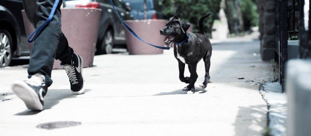 The 10-Second Trick For Looking For A Dog Walker Miami