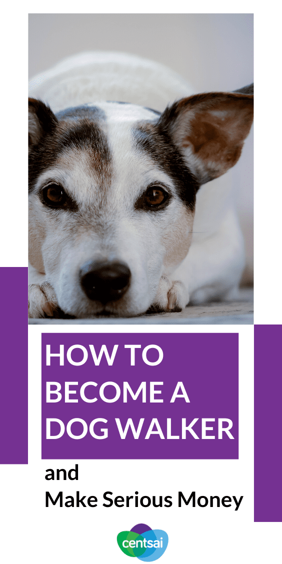 Have you ever wondered how to become a dog walker? The process (and the income) may surprise you. Check out our dog walking tips and make more money! #sidehustle #makeextramoney #CentSai #extraincomeideas #waystomakemoney #moneytip