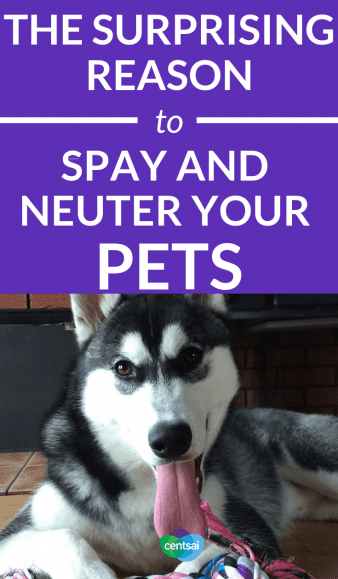 husky neutering cost